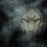 THE IRAQI WOLF